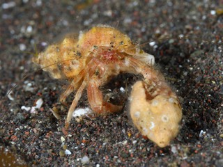 オキナワアカシマホンヤドカリのガーディング