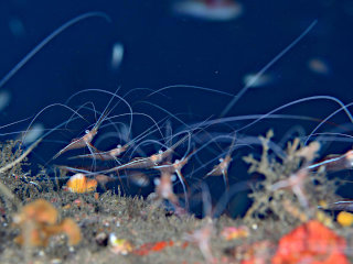 オキノスジエビの群れ
