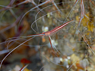オキノスジエビ
