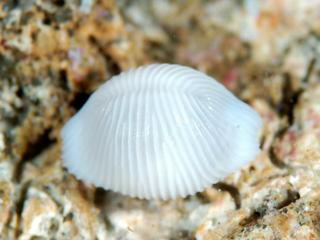 シラタマガイの貝殻