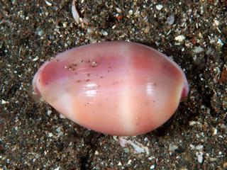 シロオビコダマウサギの貝殻