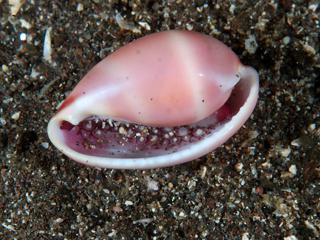 シロオビコダマウサギの貝殻B面