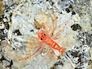 スベスベオトヒメエビ