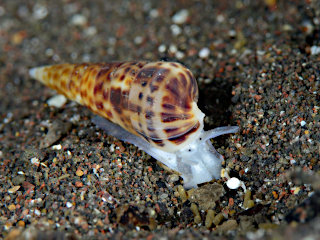 タケノコクチキレ