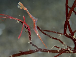 トガリモエビ