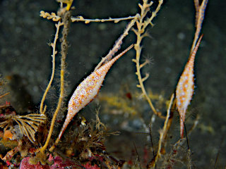 ツリフネキヌヅツミ