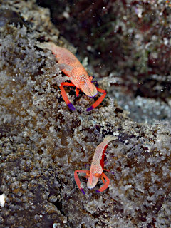 ムカデメリベに乗ったウミウシカクレエビ