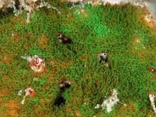 ベルベットサンゴの表面