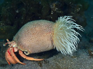 ヤドカリイソギンチャク