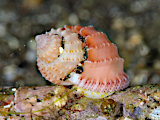 タテゴトオリイレボラ
