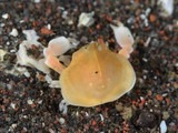 カメキウスヘリコブシ