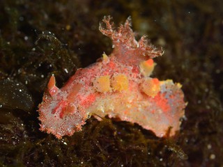 ベッコウヒカリウミウシ