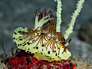 インターネットウミウシ