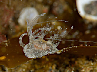 イトヒキウミウシ