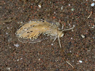 ニッポンカスミミノウミウシ