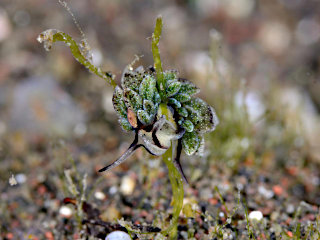 オオアリモウミウシ