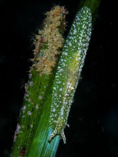 石灰藻印のウミナメクジ