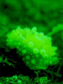 緑の海のヤマトウミウシ