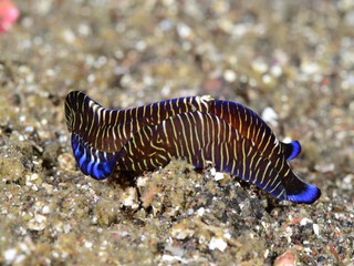 ヨコジマキセワタ