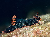 アカフチリュウグウウミウシ