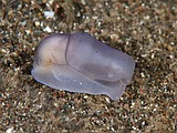 キセワタガイ属の一種1