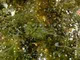 海藻に潜むアルデリア・モデスタ
